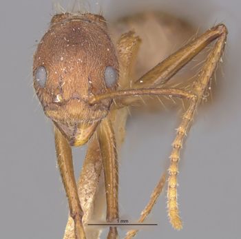 Media type: image;   Entomology 21189 Aspect: head frontal view